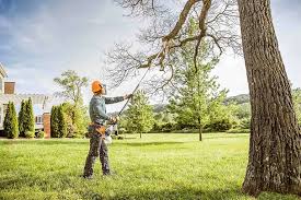 Tree and Shrub Care in Hilton, NY